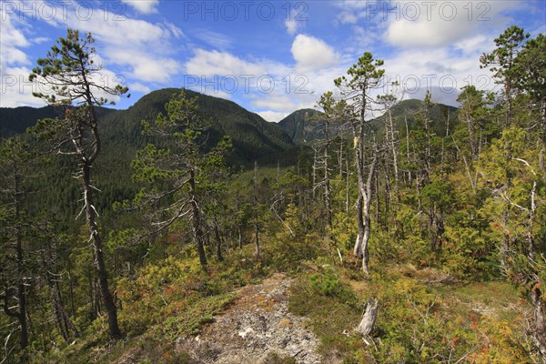 Shore Pine