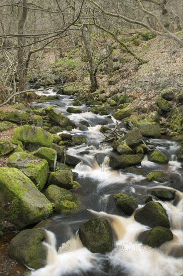 Brook cascades through woodland habitat in the Highlands