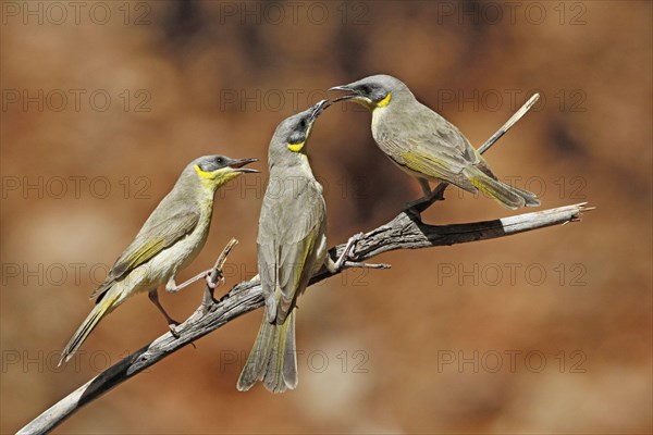 Grey-headed Honeyeater