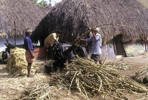 Crushing sugar cane to make unrefined sugar jaggery or gur