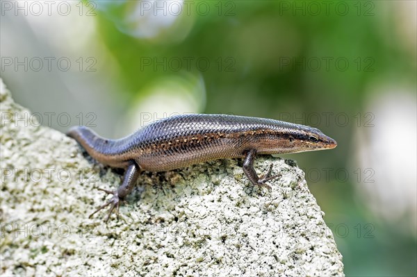 Seychelles skink