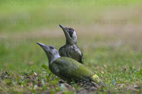 Green woodpecker