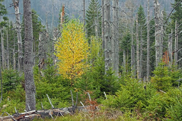 Dead spruce trees infested by the European spruce bark beetle