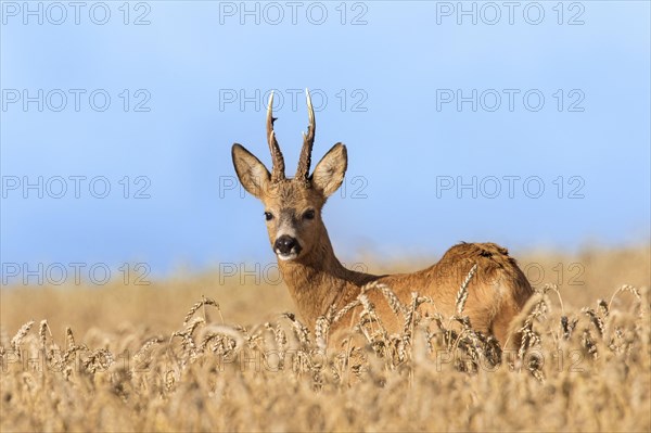 European european roe deer