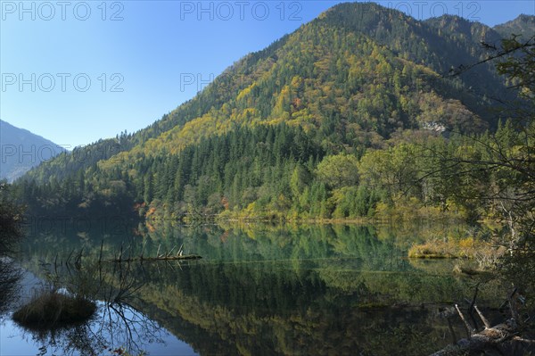 Arrow Bamboo Lake