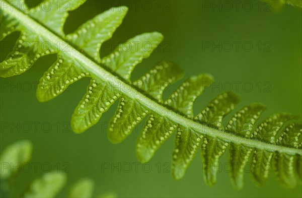 Mountain fern