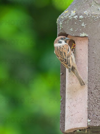 Tree sparrows at the nest box