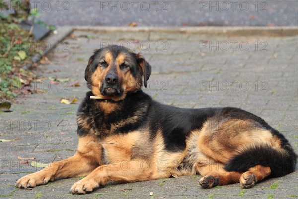 Mixed breed dog