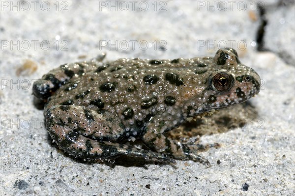 Fire-bellied toad