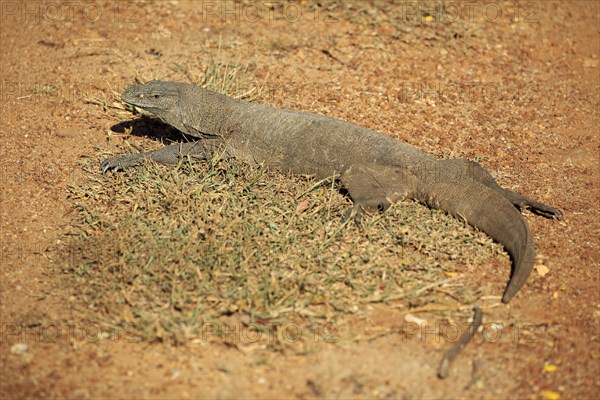 Bengal bengal monitor