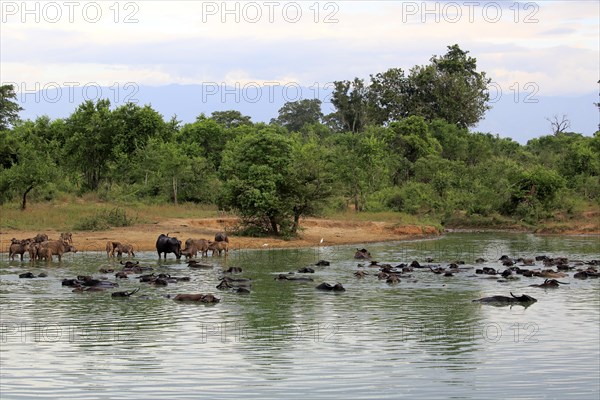 Water buffalo