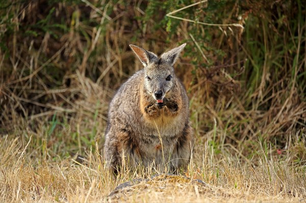 Tammar Wallaby