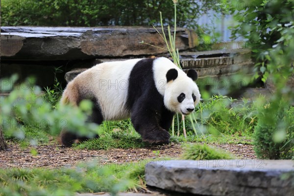 Giant panda