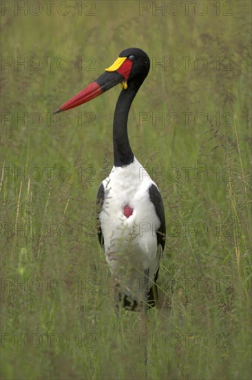 Saddle-bill stork