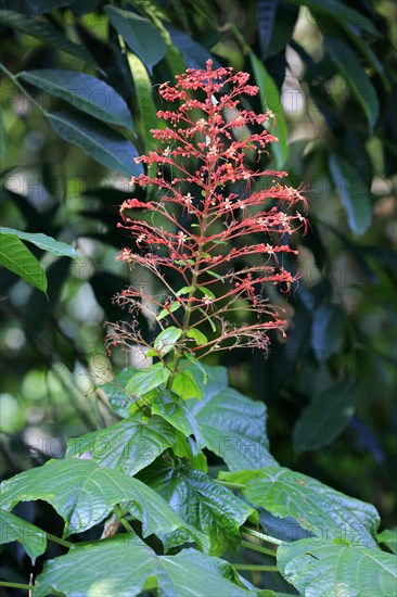 Pagoda Flower