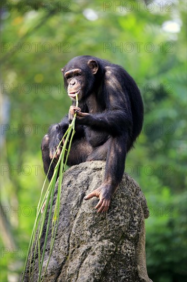 Chimpanzee