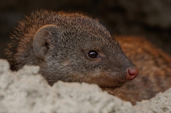 Banded mongoose