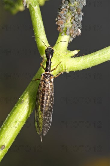 Camel neck fly