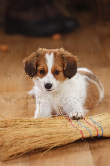 Kooikerhondje