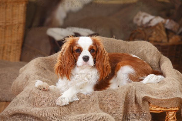 Cavalier King Charles Spaniel