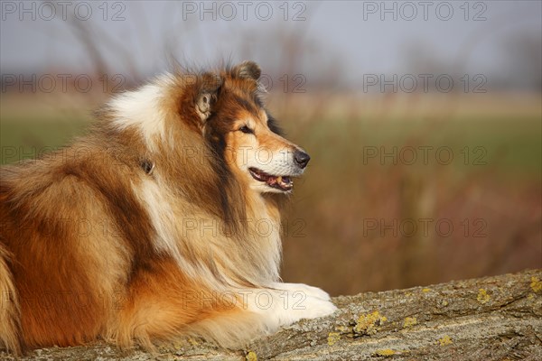 Scottish shepherd dog