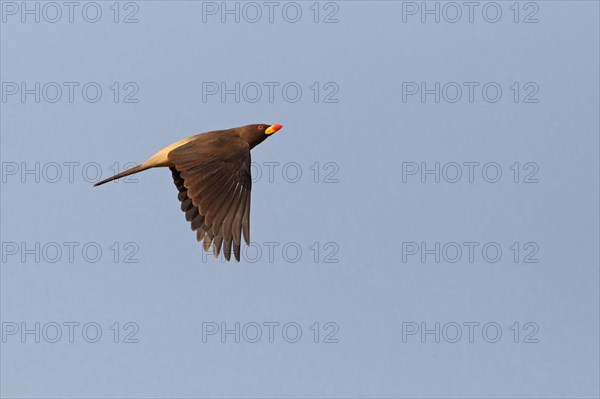 Yellow-billed Oxpecker