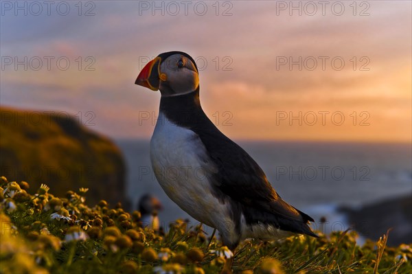 Puffin