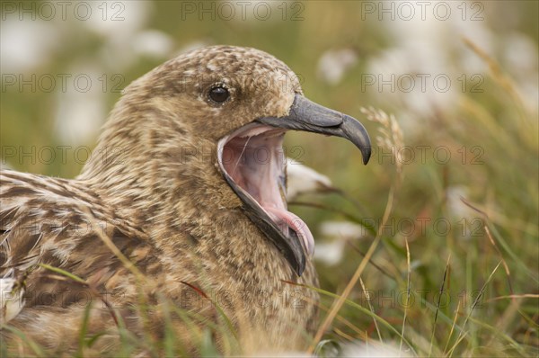 Great Skua