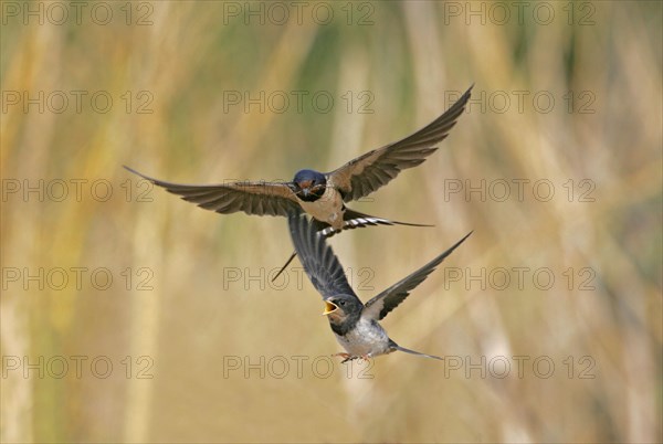 Barn Swallow