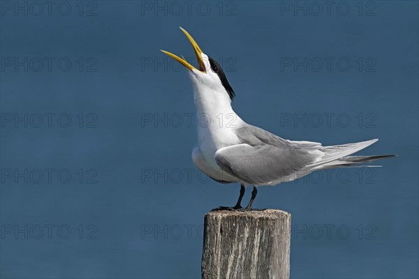 Great greater crested tern