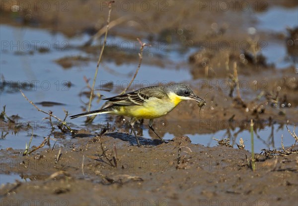 Eastern Yellow Wagtail