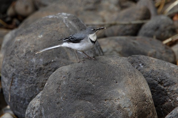 Mountain wagtail