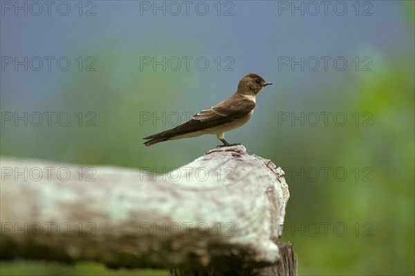 Cinnamon-throated Swallow