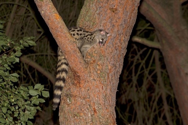 Small-spotted Genet