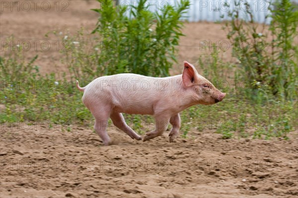 Domestic Pig