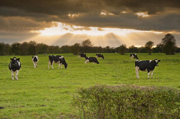 Domestic Cattle