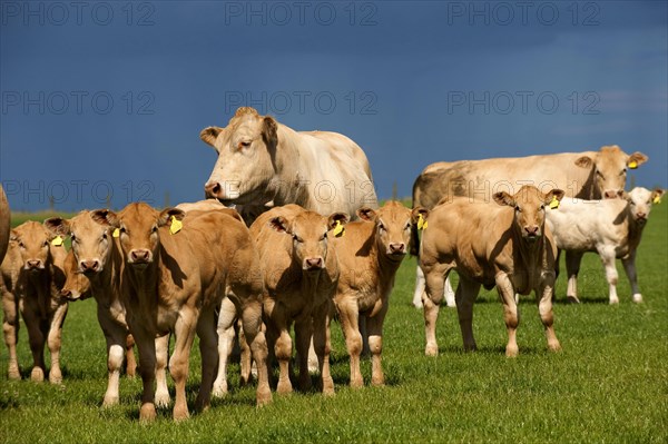 Domestic cattle