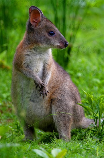 Red-necked Pademelon