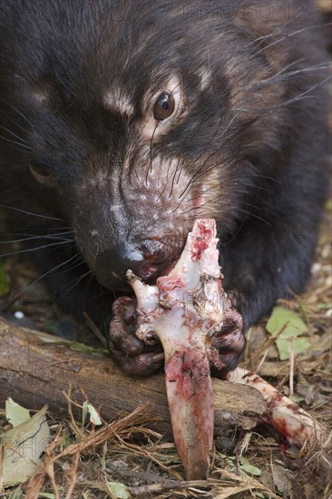 Tasmanian devil