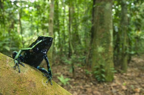 Dendrobates tetravittatus