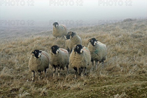 Domestic sheep