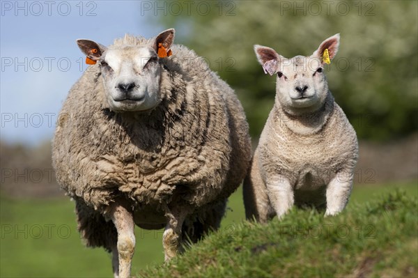 Domestic Sheep