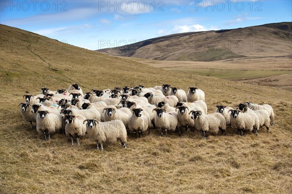 Domestic Sheep