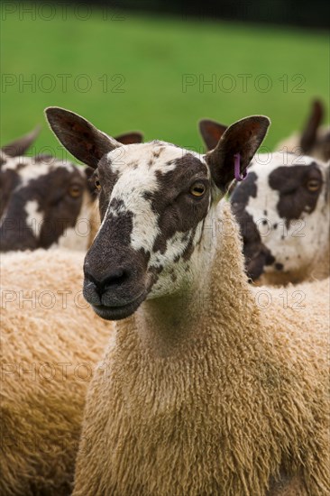 Domestic Sheep