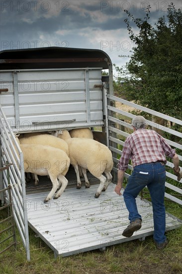 Sheep farming