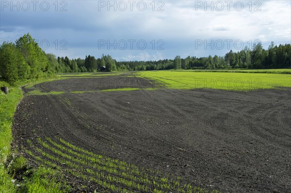 Arable crop with uneven sprout