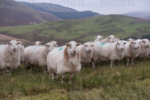 Domestic Sheep