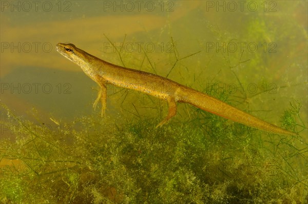 Smooth Newt