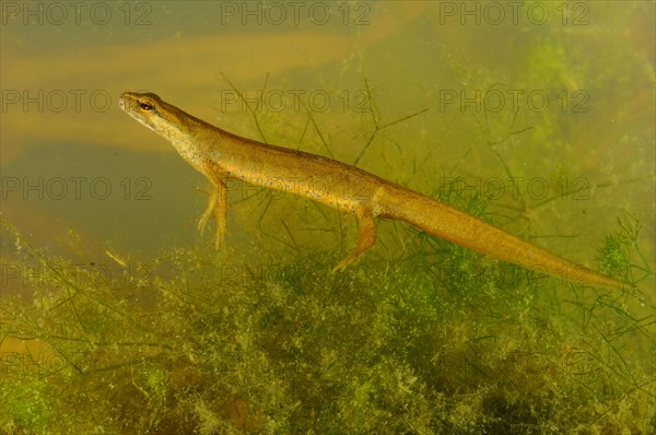 Smooth Newt