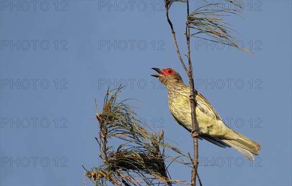 Timor fig oriole